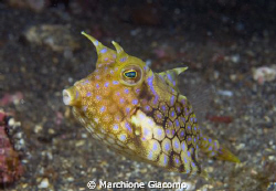 Cow fish
Lembeh strait 2008
Nikon D200 , 60 micro twin ... by Marchione Giacomo 